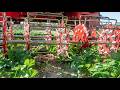 Proof That Old-School Tools Are Still Effective Today - Tilmor Basket Weeder