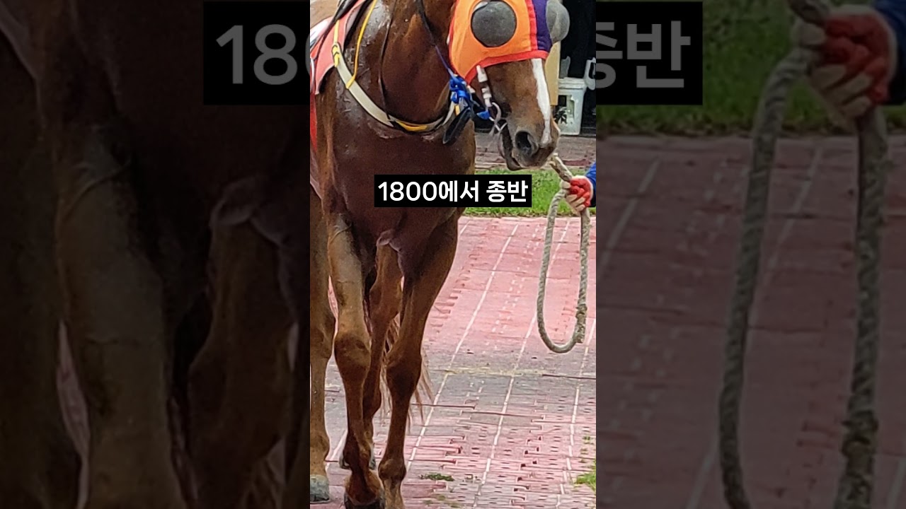 26.01.25 서울경마 09경주