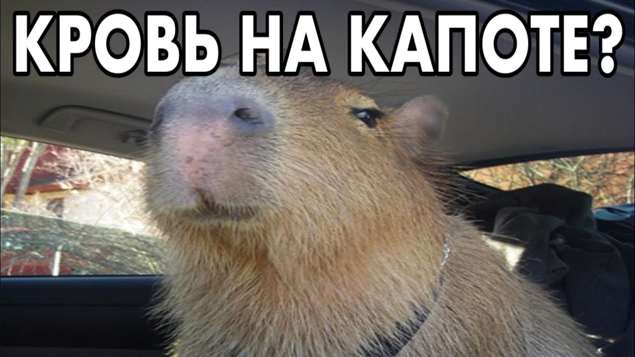Кровь на капоте