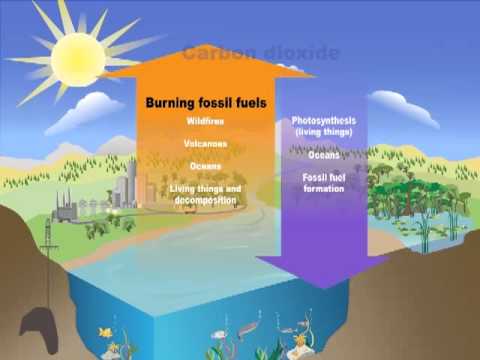 The Carbon Cycle - The Carbon Cycle