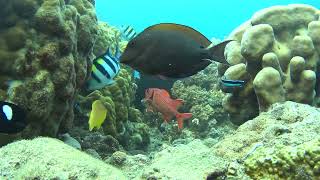 Life in the sea　28 148161, 129 296329   A