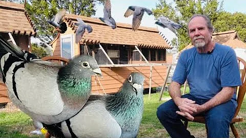 Pigeon Racing Jemal Janssen and the Janssen Brothe...