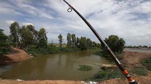 Câu Cá Lóc tràm chim | Điểm câu cá lóc tràm chim