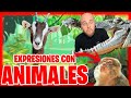 🐮 APRENDE estas 12 EXPRESIONES en Español con ANIMALES 🐠 [[GRACIOSAS]] 🙈