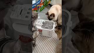 He was in need of an upgrade #petkit #EversweetMax2 #petwaterfountain #DealsForYouDays #Summerwins