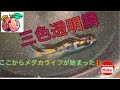 めだかライフのきっかけはこのメダカ達