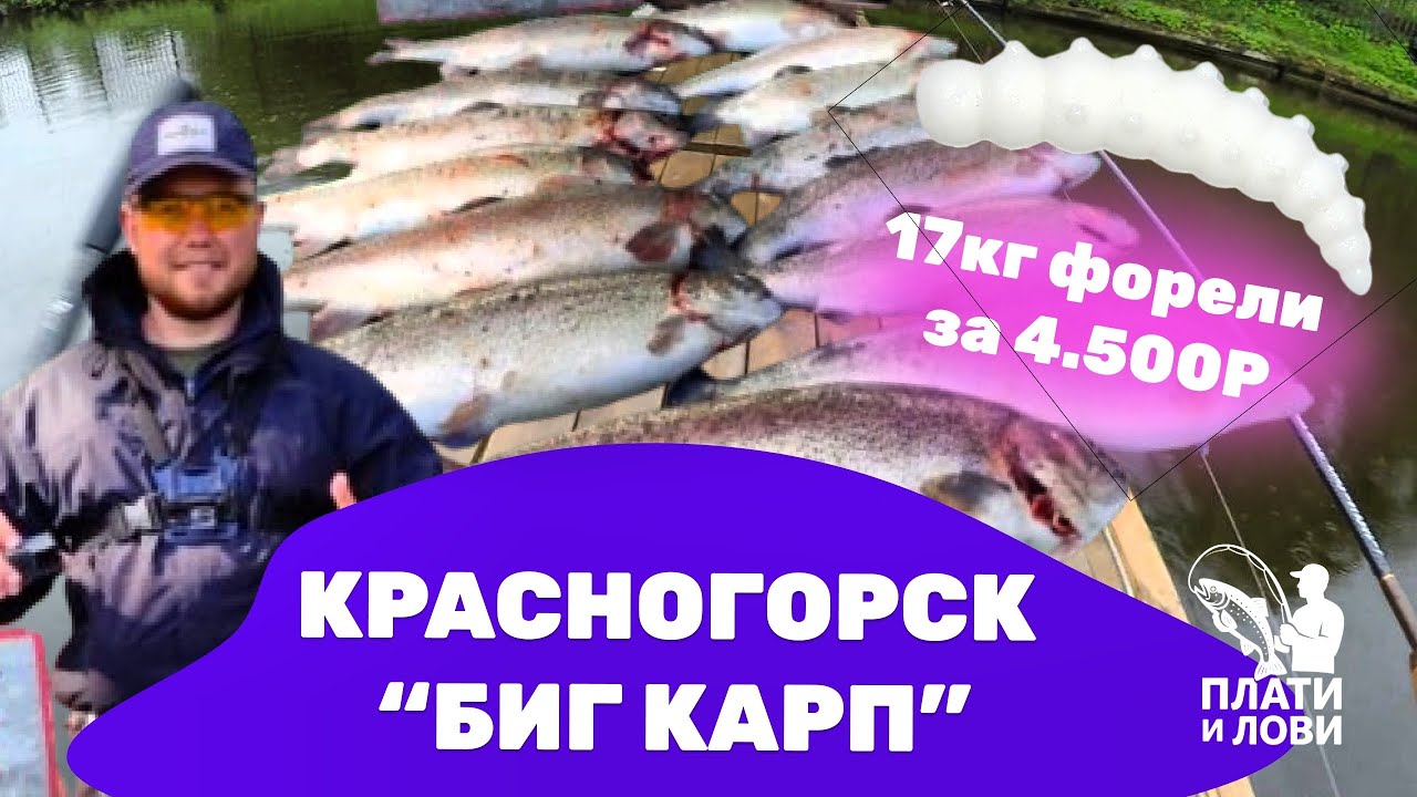 #2 ЛУЧШАЯ РЫБАЛКА НА ФОРЕЛЬ. БЕЗЛИМИТ В КРАСНОГОРСКЕ . Резина рулит.