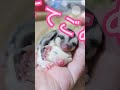 ベビーモモンガが可愛すぎてごめん