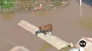 Horse Stranded On Rooftop In Flooded Brazil | Voa News