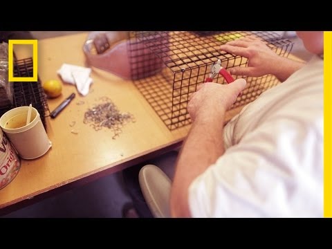 Inmates Make Oyster Cages, Plant Hope for a Cleaner Bay | National Geographic