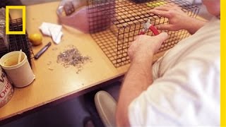 Inmates Make Oyster Cages Plant Hope for a Cleaner Bay National Geographic