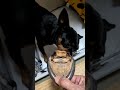新物#ミニチュアピンシャー #ミニピン #miniaturepinscher #いぬのいる生活