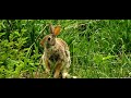 Decorah Eagles North 5/29/23 Nice Big Hare, brave Hare sitting below the nest.