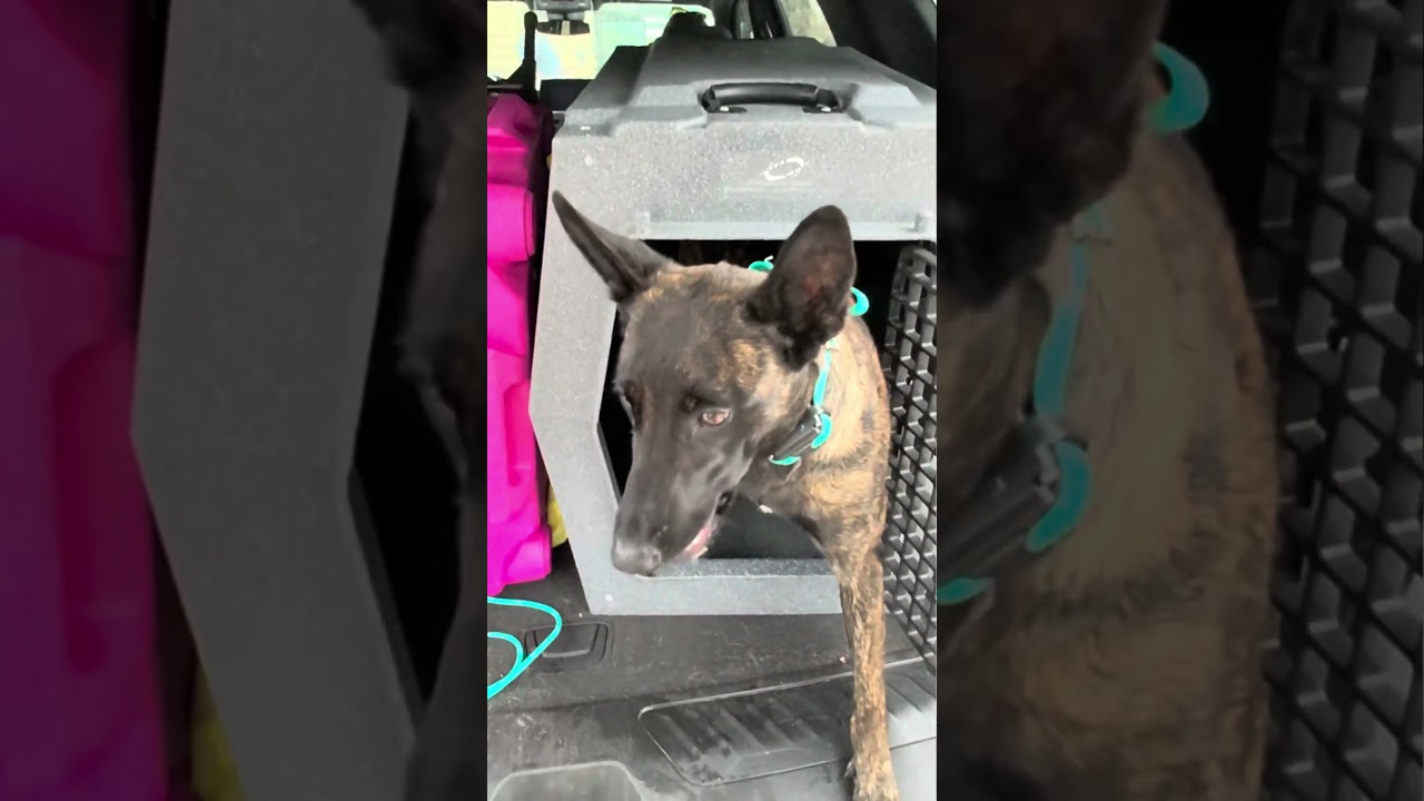 POV: Belgian Malinois goes to Buc-ee’s 🐿️🐺 #dogtraining #malinois #bucees #brandywinedogacademy