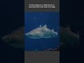 Why sand tiger shark Eat their Siblings #shark #australian #animals #marineanimals #predators
