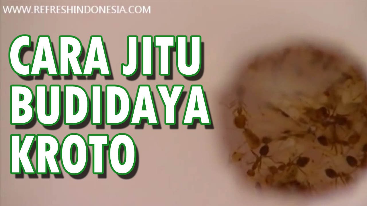 CARA JITU BUDIDAYA KROTO SEMUT RANGRANG !! 