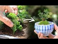 挿し木ヒノキの湯呑みミニ盆栽～小さな苗を3本株立ちに～【Bonsai diary 盆栽日記 2/24】初心者の簡単園芸、盆栽の作り方 津山檜 Cypress 植え替え ミニ盆栽 EOS R5撮影