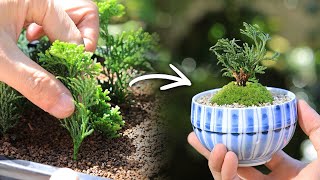 Cuttings cypress Teacup Mini BonsaiGrow 3 small seedlings【Bonsai diary 2/24】how to gardening