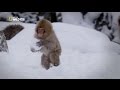 Nat Geo Wild - Secrets of the wild - Going deep / Тайните на дивата природа - В дълбокото БГ Аудио