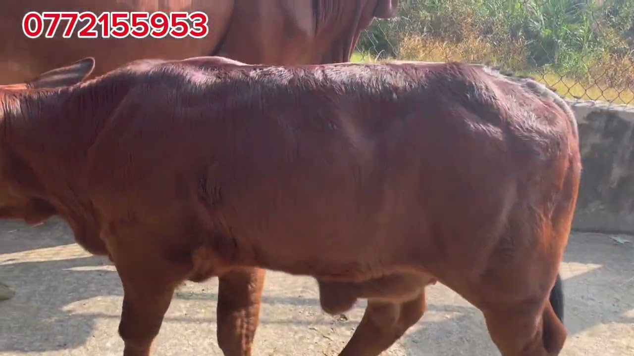 15/1 cập nhật bộ mẹ con víp