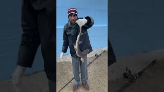 Caught Dogfish in Bundoran #fishing #shorts #ireland