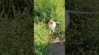 kedilerde yeşil bitkiler yerler #kediseverler #cat #kesfet #keşfetteyiz #cats #putin #kedi#kediler