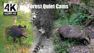 Two Baby Badgers Turned Playtime Into a Wrestling Match