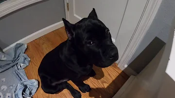 Cane Corso Ear Crop Healing Process