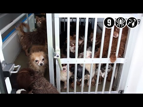 Geldermalsen: 24 verwaarloosde hondjes achtergelaten