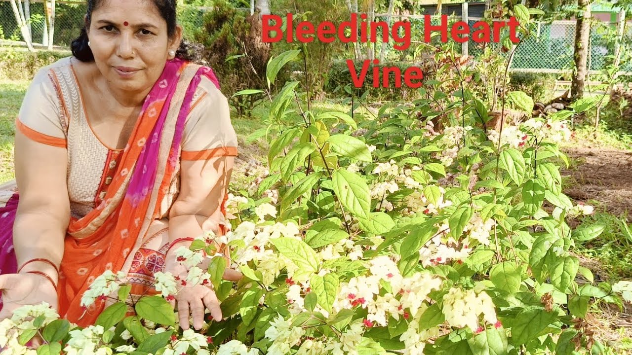How To Grow Beautiful Bleeding Heart Vine Plant/Bleeding Heart Vine