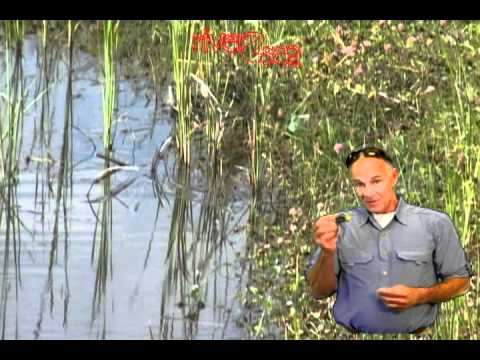How To Fish River2sea Dahlberg Diver Frog