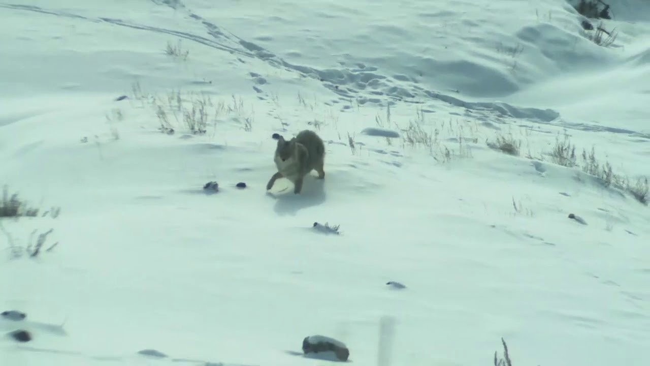 Hunting Alberta Coyotes Vol. 1 YouTube