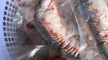 Cá Thát Lát Rút Xương Cực Ngon Siêu Sạch