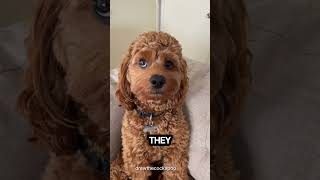 4 beautiful Reasons to own a Cavapoo dog#cavapoo #cavapoopuppy