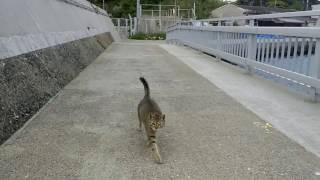 [猫島]馬島の野良猫、帰りの船は桟橋までお見送りに来てくれた。