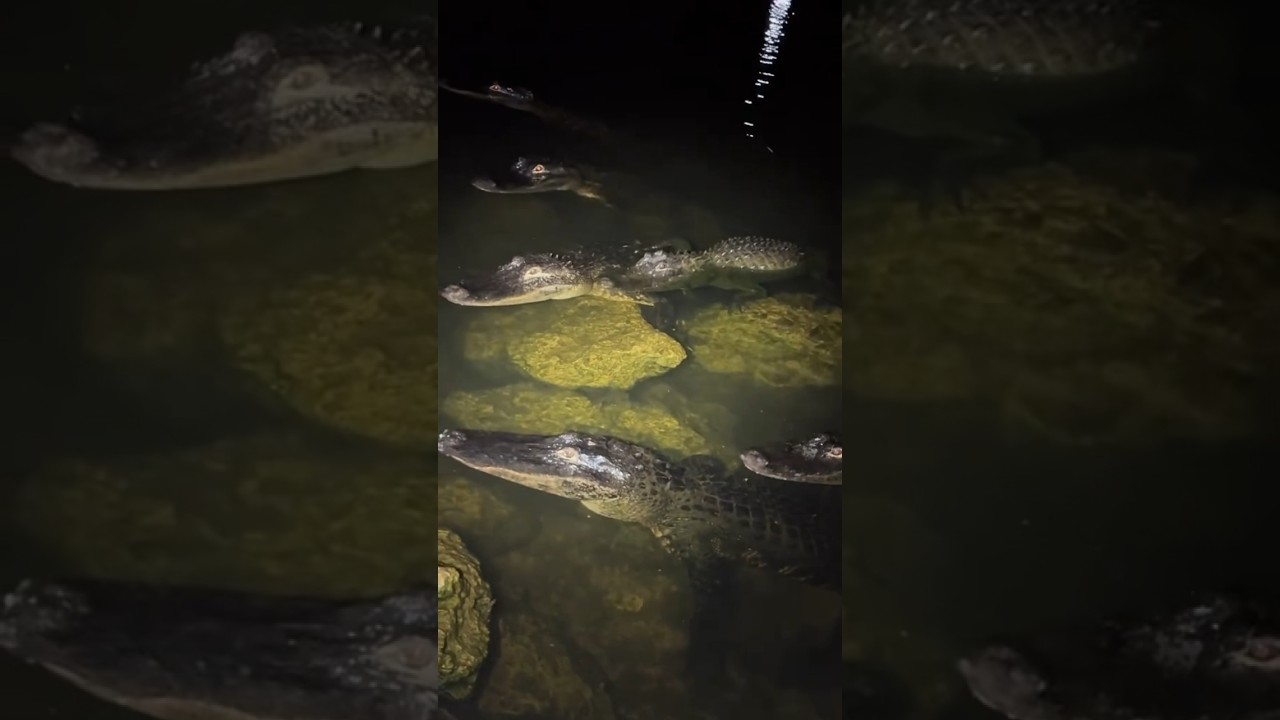 Плавание с крокодилами! 