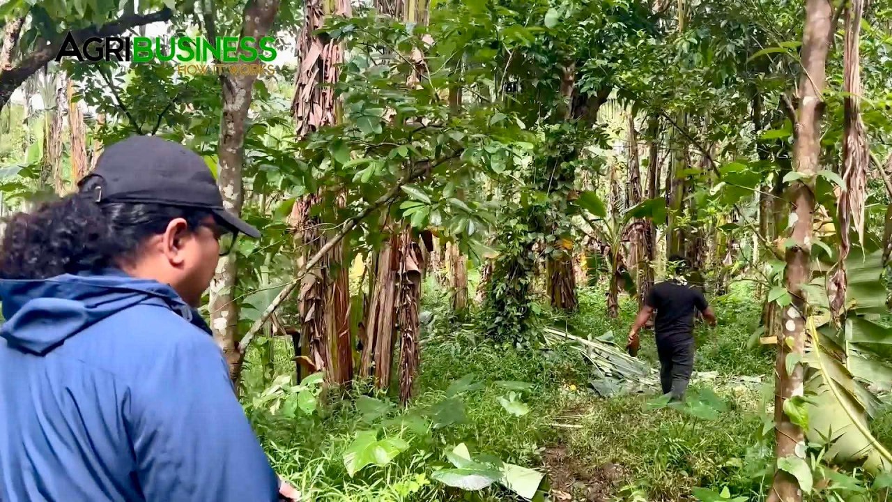 Philippines Banana Farm: Hinanap namin ang Banana Farmer na Kumikita ng Malaki sa Dahon, Puso, Saba