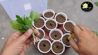 ठण्ड के लिए कैसे तैयार करे गुलदावदी पौधे कटिंग से | Best & Easy Method to grow chrysanthemum plant