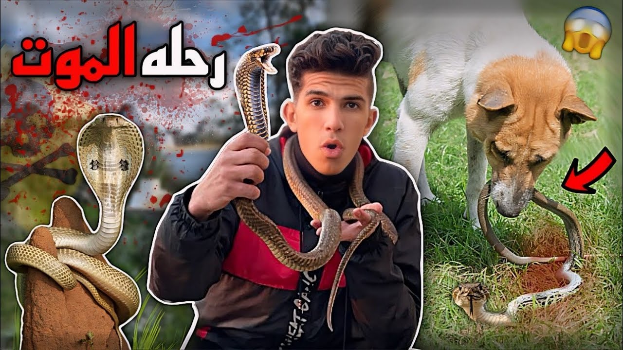 طلعت اخطر رحله صيد لافعي الكوبرا بكلبي لاول مره 😱