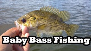 Bass Fishing - Catching Baby Bass for Fish Tank