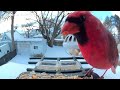 Hello Cardinal 👋🏼 