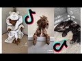 😂 Funny and Cute Cockapoo 😍 Dogs and Puppies Tiktok Compilation