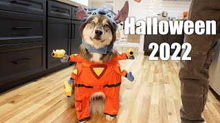 Costume Contest and a Sad Ending To Halloween.. by The Husky Fam 36,968 views 1 year ago 11 minutes, 35 seconds