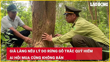 Già làng nêu lý do rừng gỗ trắc quý hiếm ai hỏi mua cũng không bán| Báo Lao Động