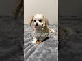 そあちんに怒られました。#shorts #犬 #潔癖症な犬 #言葉が分かる犬 #面白い犬 #マルプー