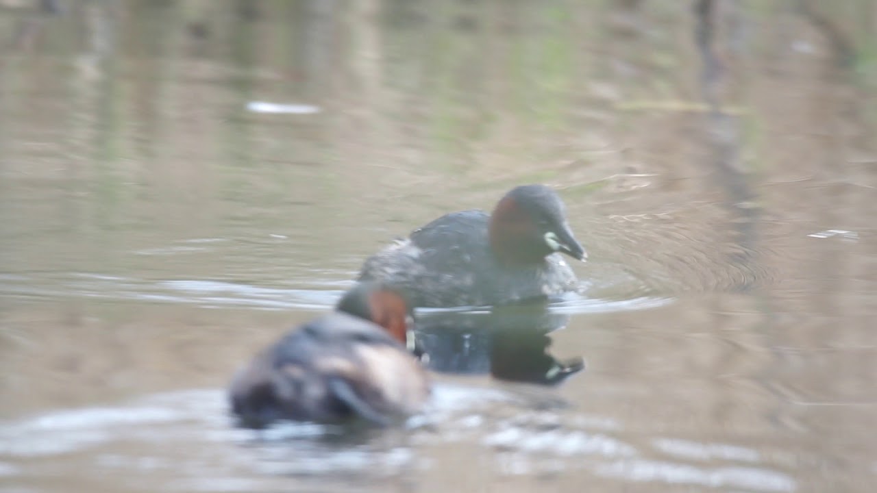 Little Grebe diving