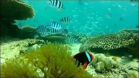 Fish Life in the Shallows [Go Pro2 & Backscatter Red Filter]