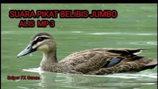 SUARA PIKAT BELIBIS JUMBO ALIS 💯 AMPUH MP3‼️