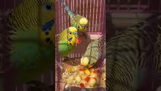 Day:-98 budgies eating mix fruit 🦜#birds #budgies #budgiefood #parrot #parakeet #healthy