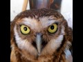 Coruja Cantando mp3